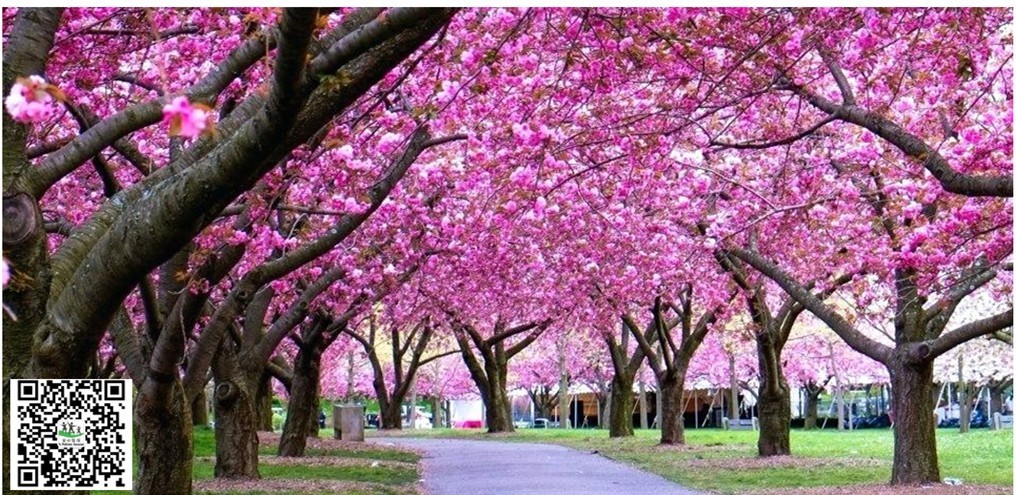 布鲁克林樱花节 BBG Sakura Festival